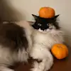 vanessanmy